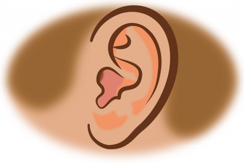吃音者の多くは内耳や中耳の機能に衰えが 吃音改善に役立つワンポイントレッスン 情報発信